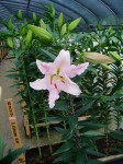 [6279 Lilium 62 No02.JPG]